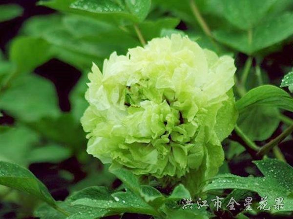 綠牡丹 綠牡丹