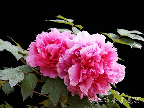 牡丹花 牡丹花