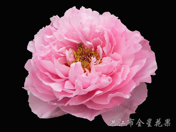 牡丹花剪影 牡丹花剪影