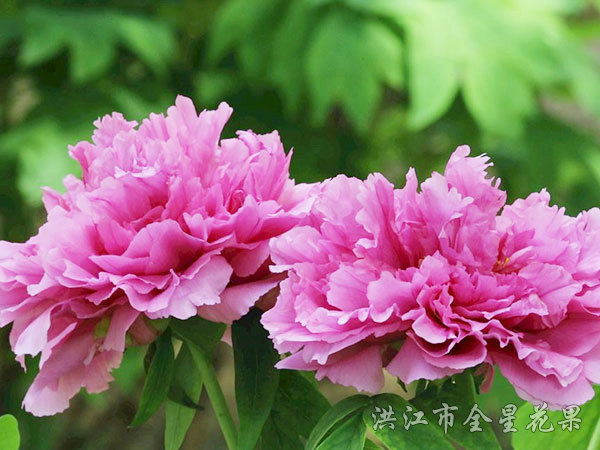牡丹花側(cè)影 牡丹花側(cè)影